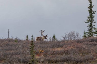 Sonbaharda Denali Ulusal Parkı Alaska 'da kıraç bir ren geyiği boğası.