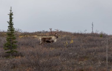 Sonbaharda Denali Ulusal Parkı Alaska 'da kıraç bir ren geyiği boğası.