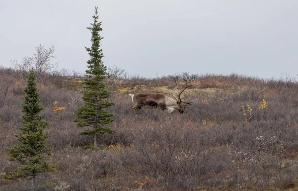 Terreno Árido Caribú Toro Parque Nacional Denali Alaska Otoño — Foto de Stock