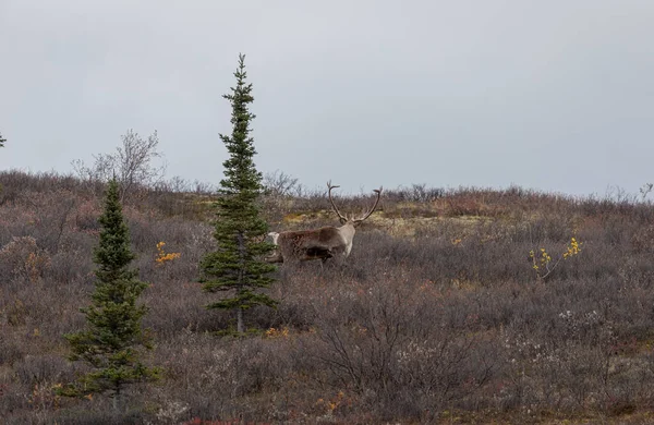 Karg Jord Caribou Tjur Denali Nationalpark Alaska Hösten — Stockfoto