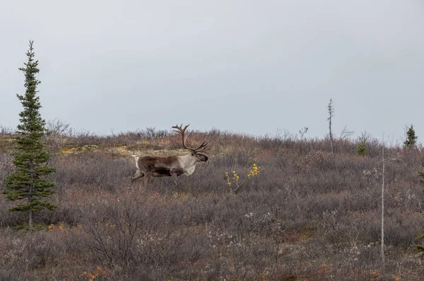 Ein Unfruchtbarer Karibus Bulle Denali Nationalpark Alaska Herbst — Stockfoto