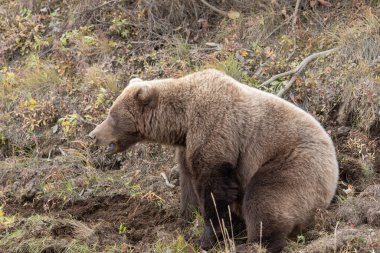 Sonbaharda Denali Ulusal Parkı 'nda bir boz ayı.