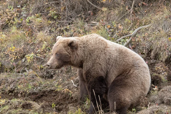 Medvěd Grizzly Národním Parku Denali Aljašce Podzim — Stock fotografie