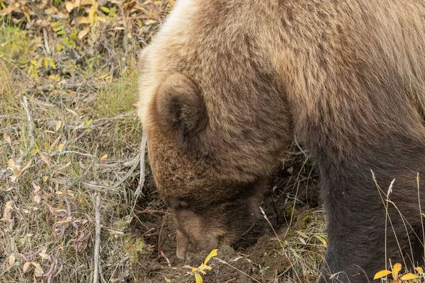 Grizzly Bear Denali National Park Alaska Autumn — Stock Photo, Image