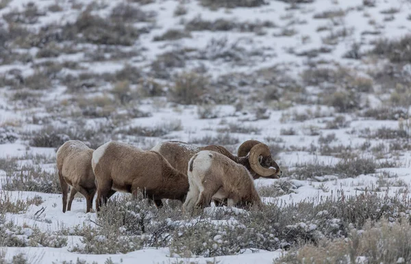 Mouflon Amérique Pendant Une Neige Hiver Dans Wyoming — Photo