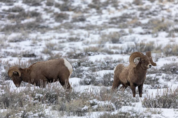 Une Paire Béliers Mouflons Dans Neige Dans Wyoming Hiver — Photo