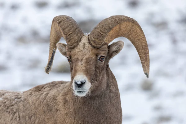 Bighorn Sheep Ram Snow Winter Wyoming — Stock Photo, Image