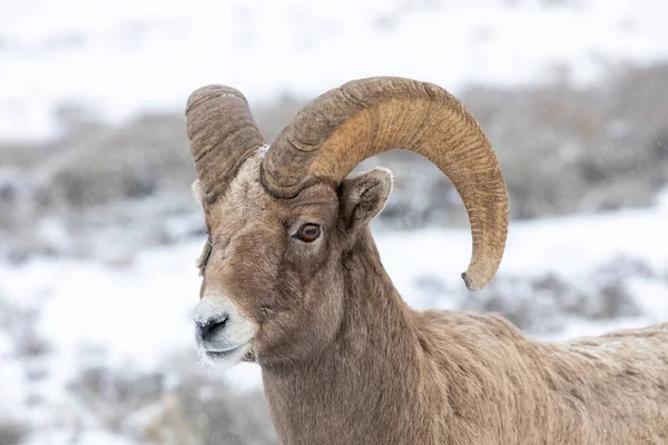 Carneiro Ovelha Bighorn Neve Inverno Wyoming — Fotografia de Stock