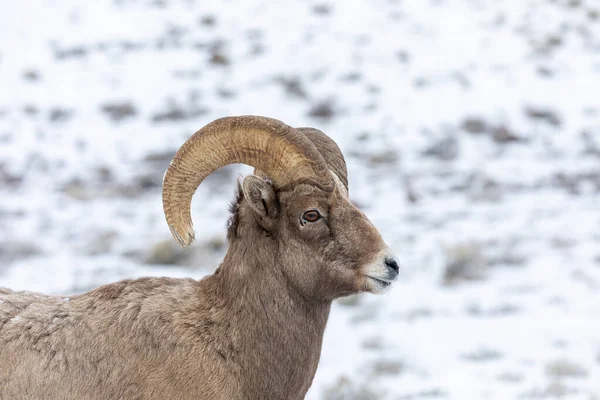 怀俄明州冬季雪地里的一只大角羊 — 图库照片