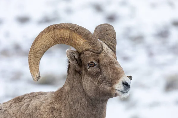 Bélier Mouflon Amérique Dans Neige Hiver Wyoming — Photo