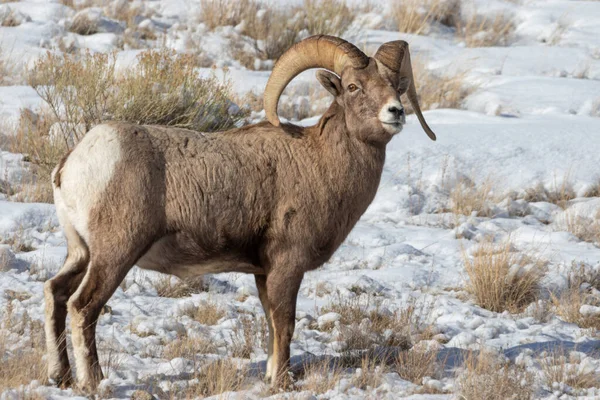 Carneiro Ovelha Bighorn Neve Inverno Wyoming — Fotografia de Stock