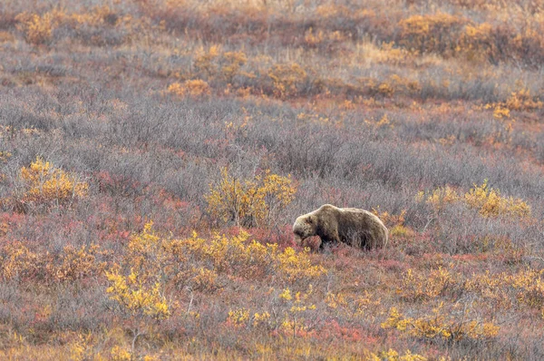 Medvěd Grizzly Podzim Národním Parku Denali Aljaška — Stock fotografie