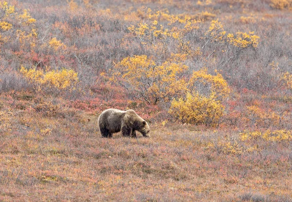 Medvěd Grizzly Podzim Národním Parku Denali Aljaška — Stock fotografie