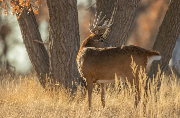 Een Witstaart Hertenbok Colorado Tijdens Herfstsleur — Stockfoto