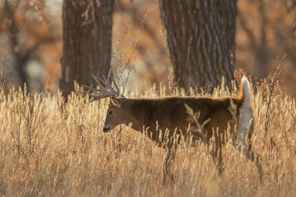 秋のラットの間にコロラドの白い鹿の背部 — ストック写真