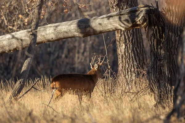 Barril Veado Whitetail Colorado Durante Rotina Outono — Fotografia de Stock