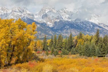 Grand Teton Ulusal Parkı Wyoming 'de sonbaharda güzel bir manzara.