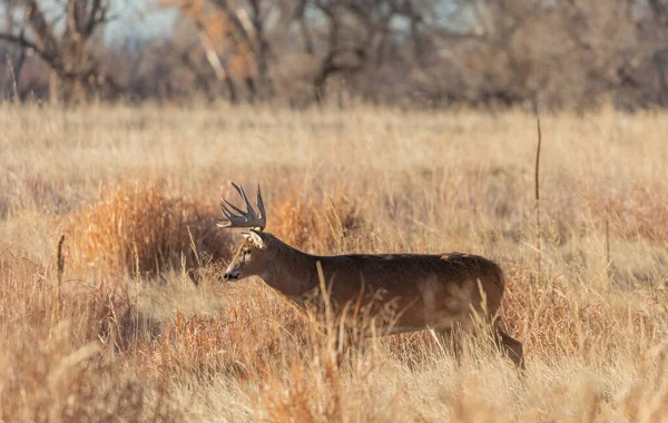 Een Hert Colorado Tijdens Sleur Herfst — Stockfoto