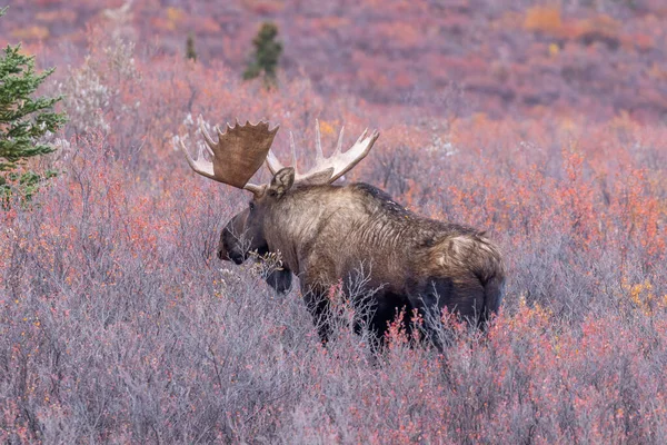 Býk Aljaška Yukon Los Národním Parku Denali Aljaška Podzim — Stock fotografie