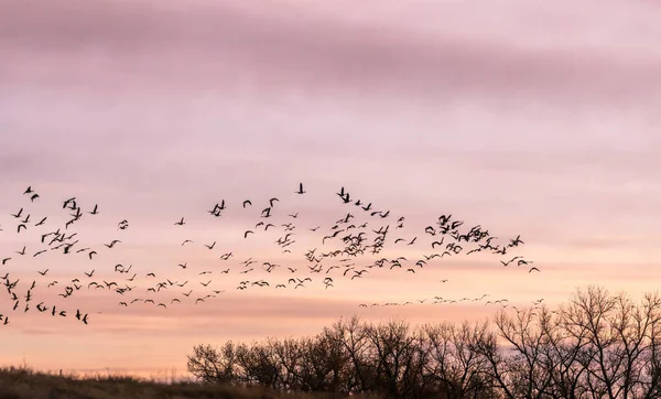 a flock of canada geese in flight at sunset