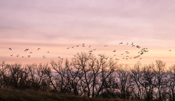 日落时一群正在飞行的加拿大鹅 — 图库照片