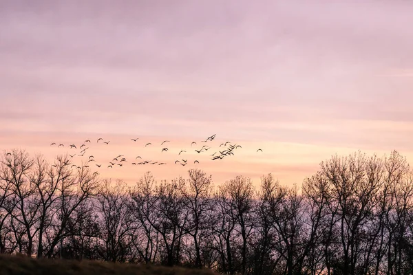日落时一群正在飞行的加拿大鹅 — 图库照片
