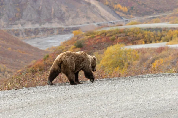 Grizzly Bear Walks Road Denali National Park Alaska Fall — Stock Photo, Image