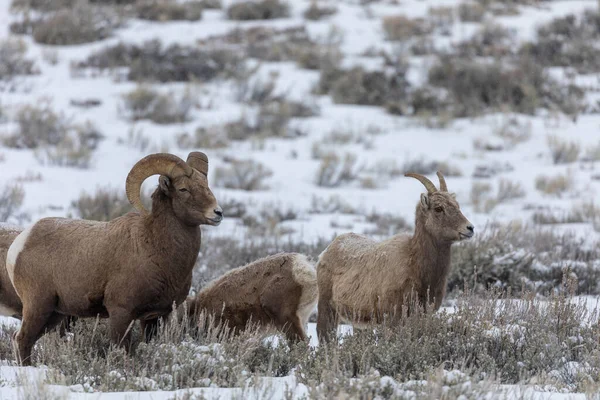 Mouflon Amérique Dans Wyoming Pendant Une Neige Hiver — Photo