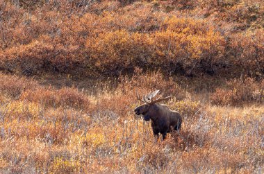 Sonbaharda Denali Ulusal Parkı 'nda Alaska Yukon geyiği.