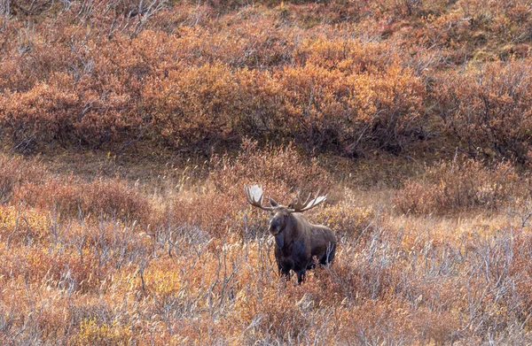 Alce Touro Yukon Alasca Outono Parque Nacional Denali — Fotografia de Stock