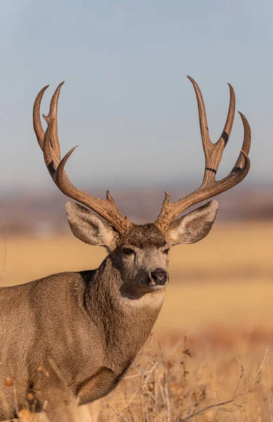 Een Ezel Hertenbok Colorado Tijdens Sleur Herfst — Stockfoto