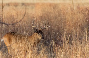 Colorado 'daki monotonluk döneminde sonbaharda bir beyaz kuyruklu geyik geyiği.