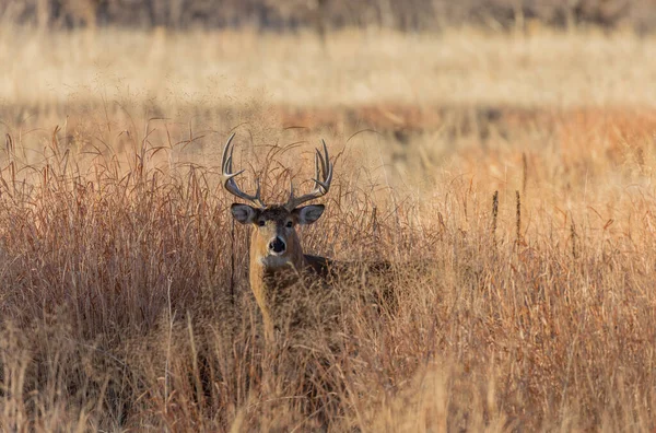 Whitetail Deer Buck Autumn Rut Colorado — Stock Photo, Image