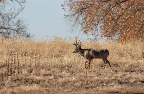 Ein Bock Weißnagel Hirsch Brunft Colorado Herbst — Stockfoto