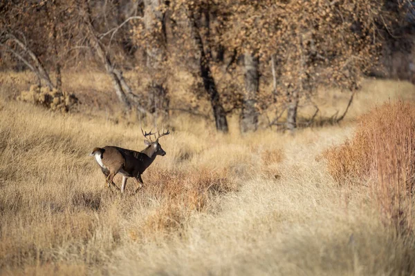 Veado Buck Whitetail Rutting Colorado Outono — Fotografia de Stock