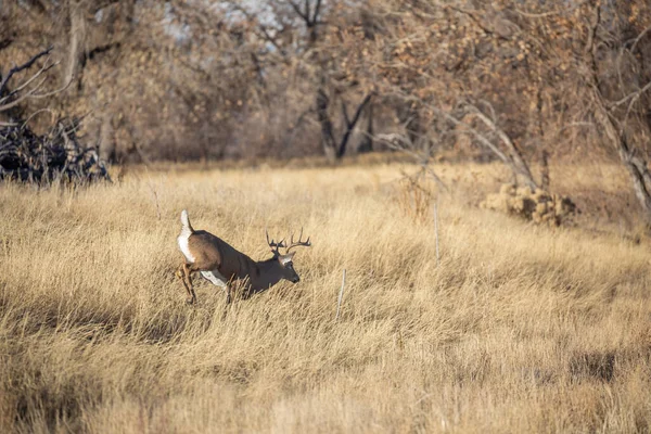 Veado Buck Whitetail Rutting Colorado Outono — Fotografia de Stock