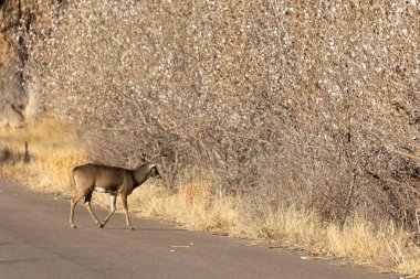 Sonbaharda Colorado 'da monotonluk döneminde bir beyaz kuyruklu geyik.
