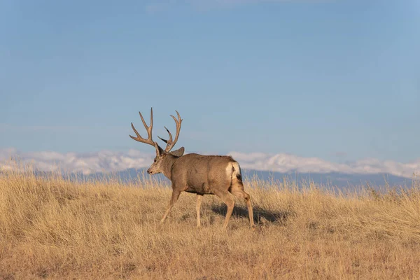 Cerf Mulet Buck Dans Colorado Ornière Automne — Photo