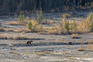Sonbaharda Denali Ulusal Parkı Alaska 'da bir nehir boyunca boz ayılar