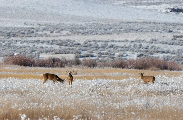 Cerf Virginie Bucks Dans Neige Automne Idaho — Photo