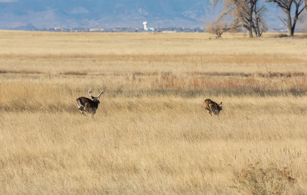 Veado Buck Whitetail Com Uma Corça Durante Rotina Outono Colorado — Fotografia de Stock