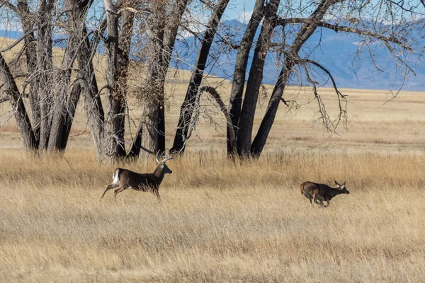 Veado Buck Whitetail Com Uma Corça Durante Rotina Outono Colorado — Fotografia de Stock