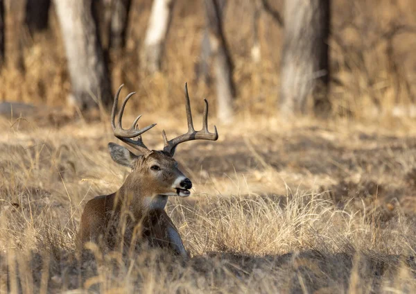 Whitetail Deer Buck Colorado Fall Rut — 스톡 사진