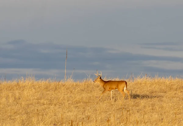 Whitetail Deer Buck Colorado Fall Rut — 스톡 사진