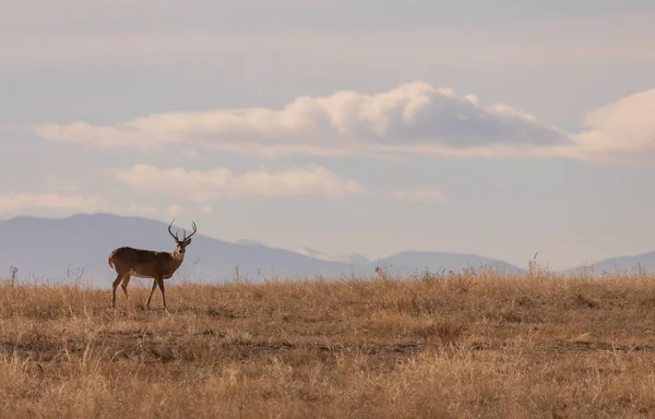 秋のラットの間にコロラドの白い鹿の背部 — ストック写真