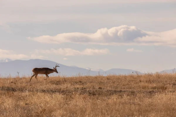 Whitetail Deer Buck Colorado Fall Rut — 스톡 사진