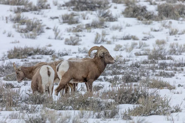 Una Manada Ovejas Cuerno Grande Invierno Wyoming — Foto de Stock