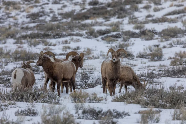 Troupeau Mouflons Amérique Hiver Dans Wyoming — Photo
