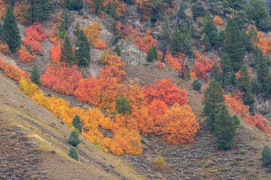 Snake River Canyon Idaho 'nun sonbaharda manzarası.