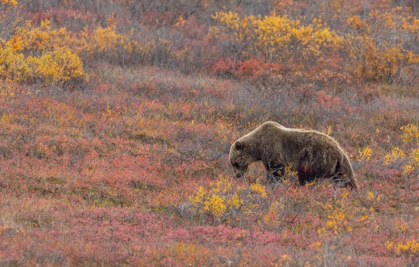 Medvěd Grizzly Tundře Národním Parku Denali Aljašce Podzim — Stock fotografie